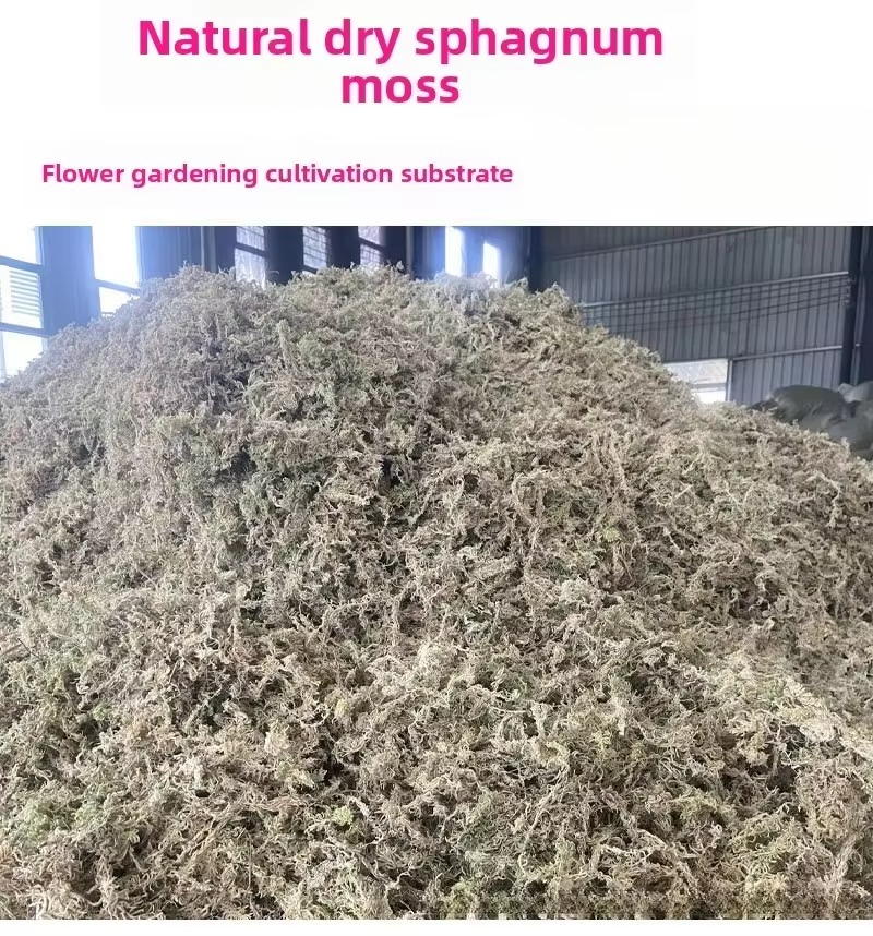 5 kg mchu sfeagnowego, sprasow – Sphagnum Moss Dry recenzja i cena